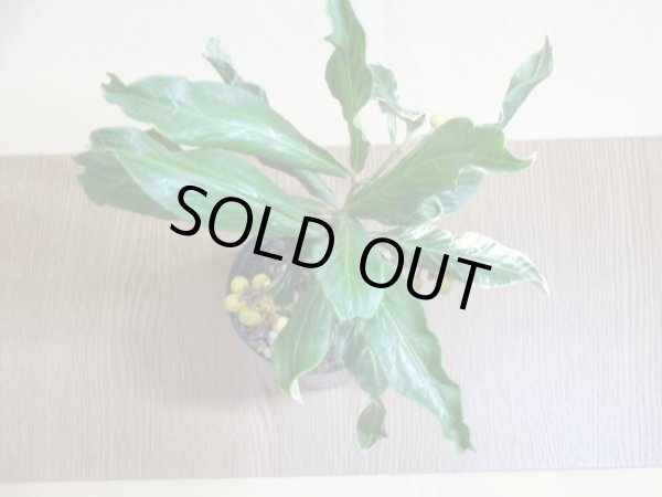 画像4: 斑入白実 百両金(2) (4)