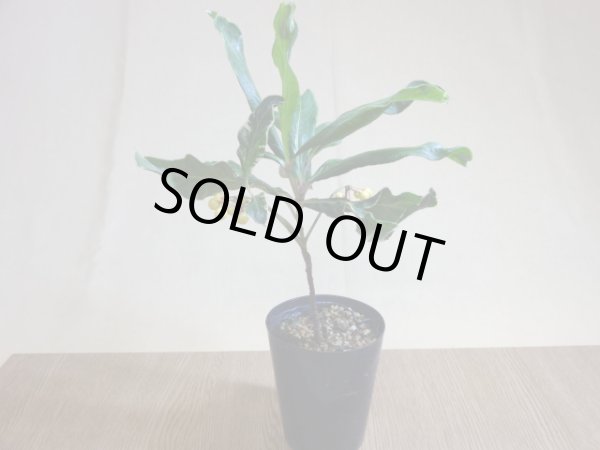 画像2: 斑入白実 百両金(2) (2)