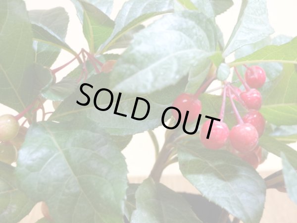 画像3: ヤブコウジ 紅玉 (3)