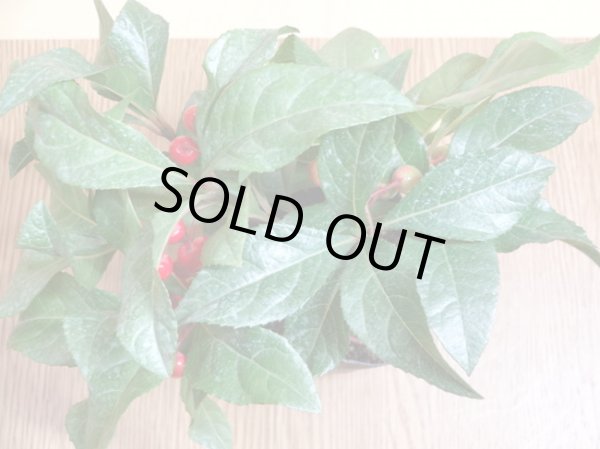 画像2: ヤブコウジ 紅玉 (2)