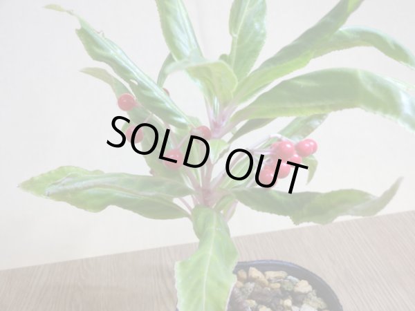 画像4: 百両金 上巻鳳凰 (4)