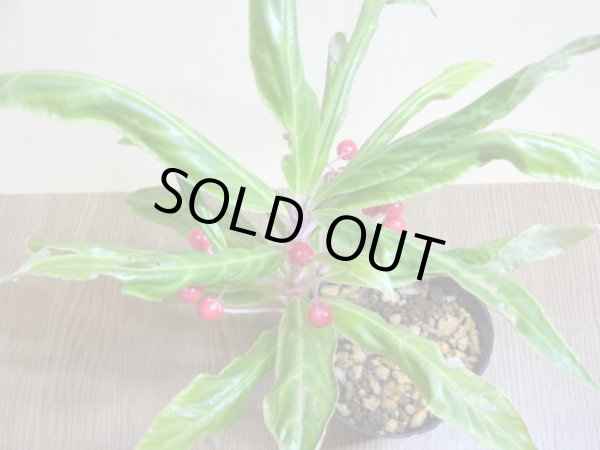 画像2: 百両金 上巻鳳凰 (2)