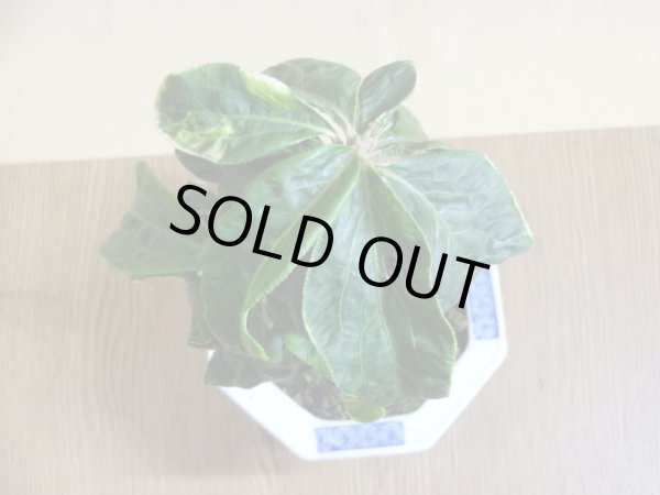 画像4: 百両金 国宝殿 (4)