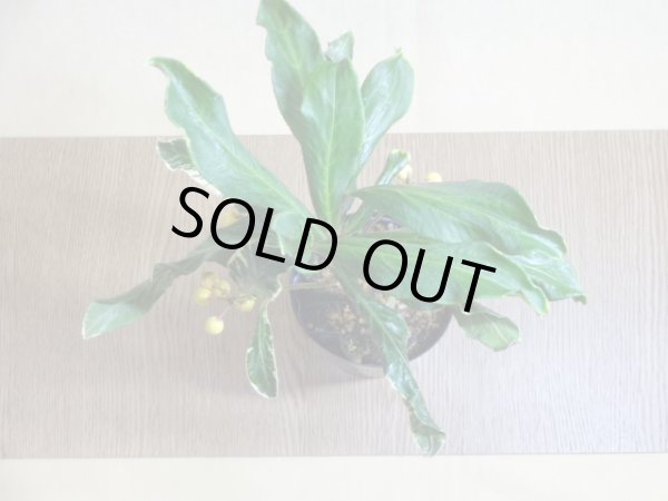 画像3: 斑入白実 百両金(2) (3)