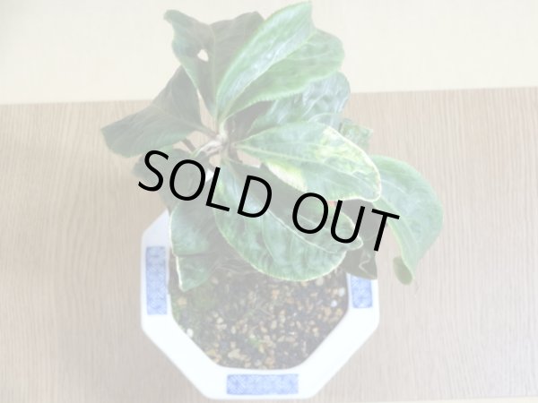 画像3: 百両金 国宝殿 (3)