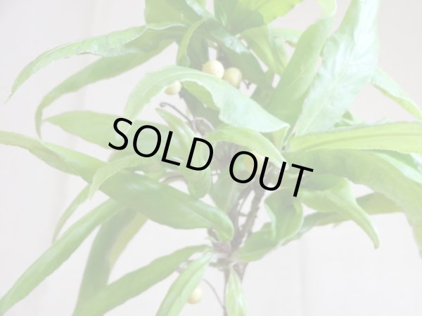 画像4: 萌黄 白実百両金 (4)