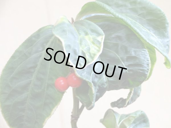 画像5: 百両金 国宝殿 (5)