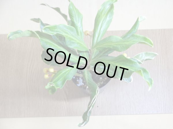 画像3: 斑入白実 百両金(1) (3)