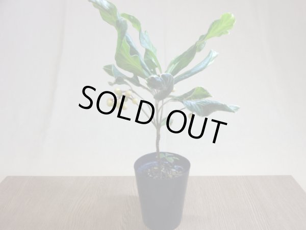 画像2: 斑入白実 百両金(1) (2)