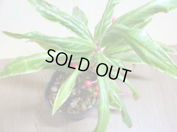 画像3: 百両金 上巻鳳凰 (3)