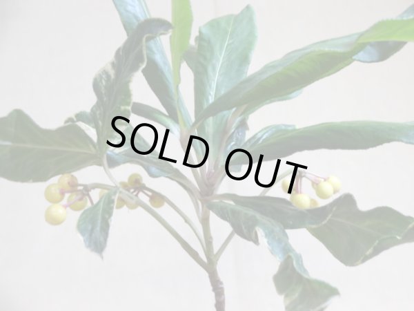 画像6: 斑入白実 百両金(2) (6)