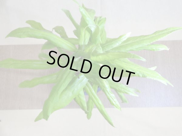 画像3: 萌黄 白実百両金 (3)