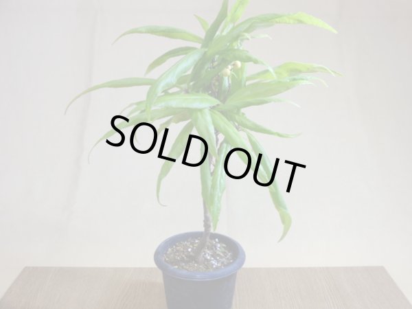 画像2: 萌黄 白実百両金 (2)