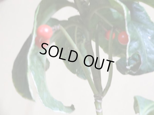 画像6: 百両金 国宝殿 (6)