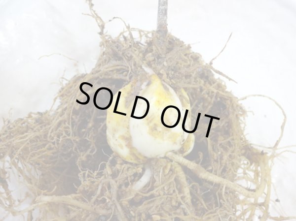 画像3: 紅筋山ユリ (3)