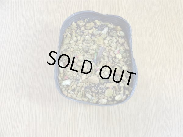 画像2: 紅筋山ユリ (2)