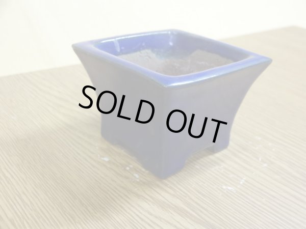 画像2: 2号 正角ソリ切立・ルリ(柴勝) (2)