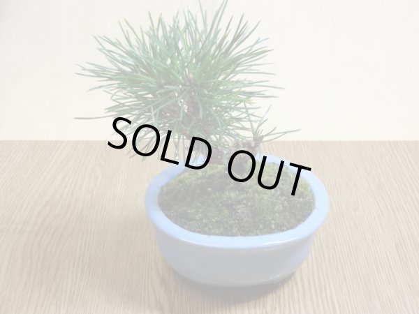 画像2: 黒松(2)(鉢植え) (2)