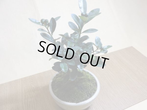 画像4: キンズ(鉢植え) (4)