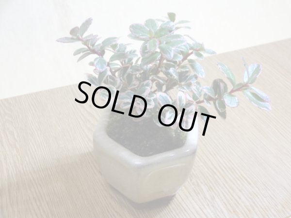 画像3: 斑入コケモモ(鉢植え) (3)