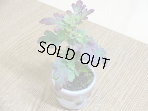 画像4: 寒菊(1本鉢植え) (4)