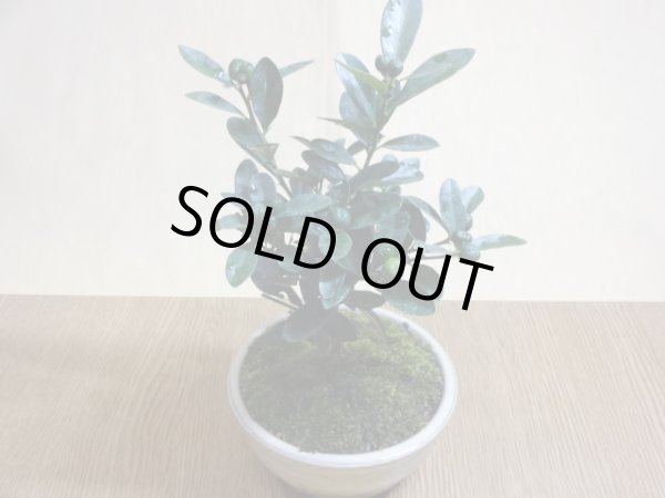 画像3: キンズ(鉢植え) (3)