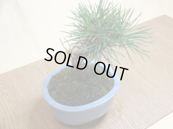 画像3: 黒松(2)(鉢植え) (3)