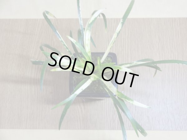 画像5: 斑入ヤブラン 白文鳥(鉢植え) (5)