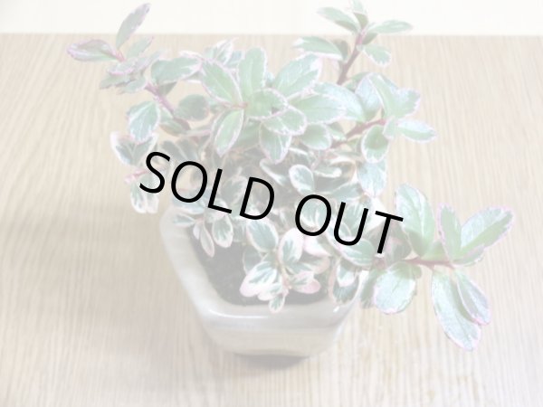 画像5: 斑入コケモモ(鉢植え) (5)