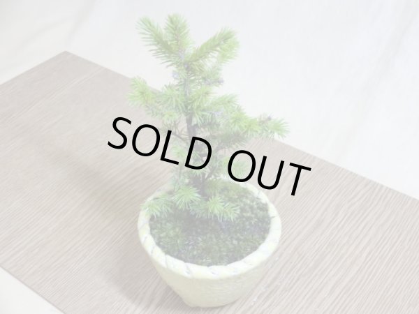 画像4: 蝦夷松(鉢植え) (4)