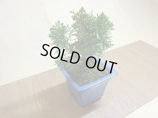 画像3: 糸魚川真柏(鉢植え) (3)