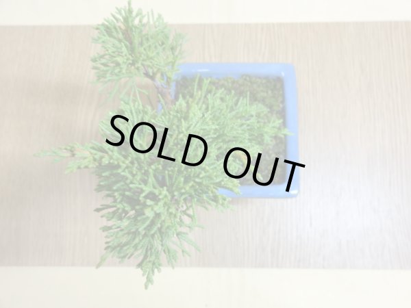 画像5: 糸魚川真柏(鉢植え) (5)