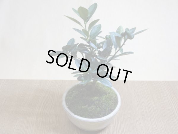 画像2: キンズ(鉢植え) (2)