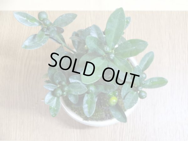 画像6: キンズ(鉢植え) (6)