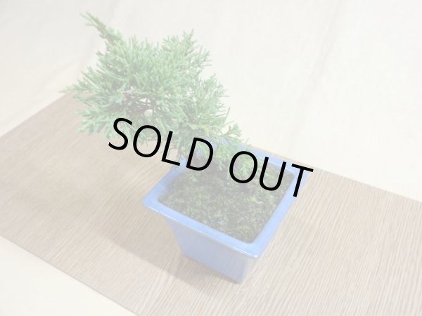 画像4: 糸魚川真柏(鉢植え) (4)