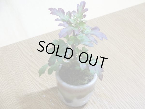 画像3: 寒菊(1本鉢植え) (3)