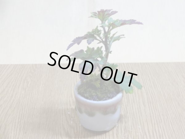 画像2: 寒菊(1本鉢植え) (2)