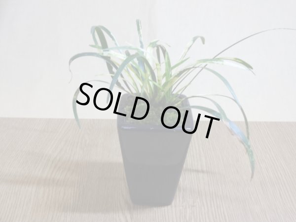 画像2: 斑入ヤブラン 白文鳥(鉢植え) (2)