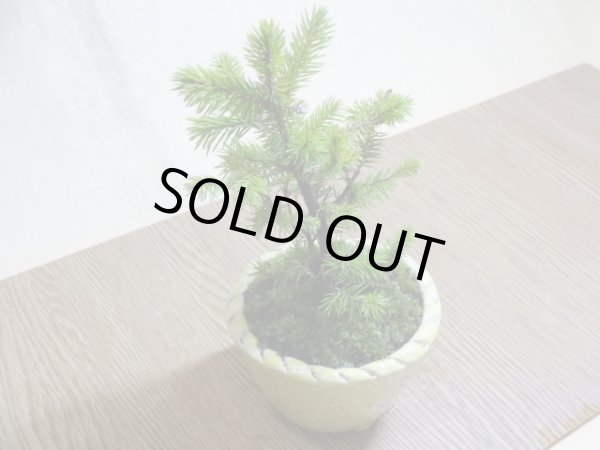 画像3: 蝦夷松(鉢植え) (3)