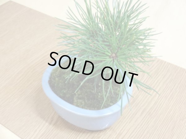 画像4: 黒松(2)(鉢植え) (4)