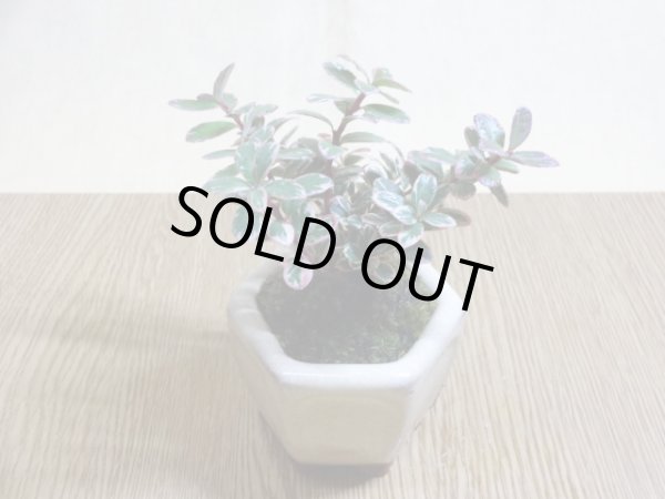 画像2: 斑入コケモモ(鉢植え) (2)