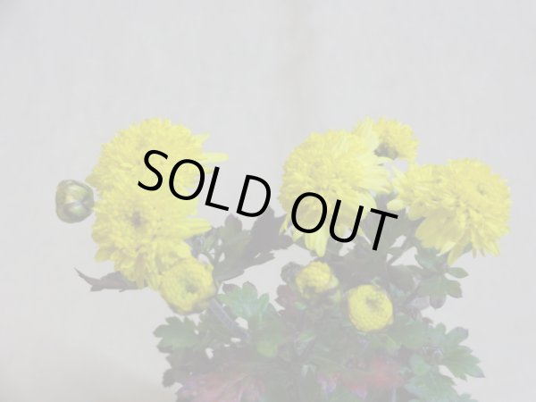 画像6: 寒菊(1本鉢植え) (6)