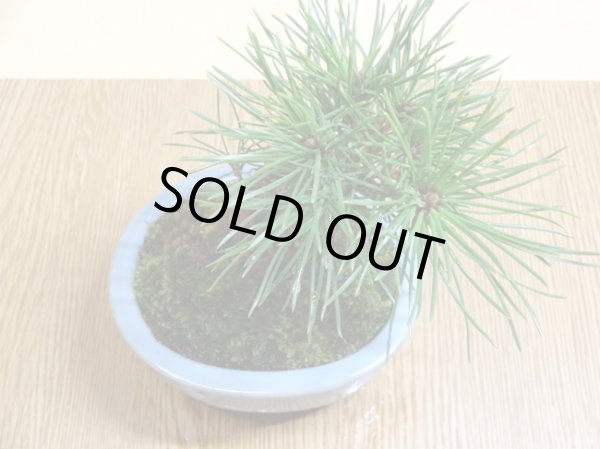 画像5: 黒松(2)(鉢植え) (5)