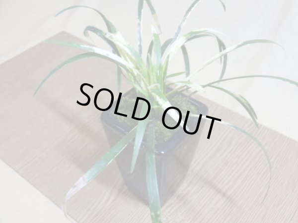 画像4: 斑入ヤブラン 白文鳥(鉢植え) (4)