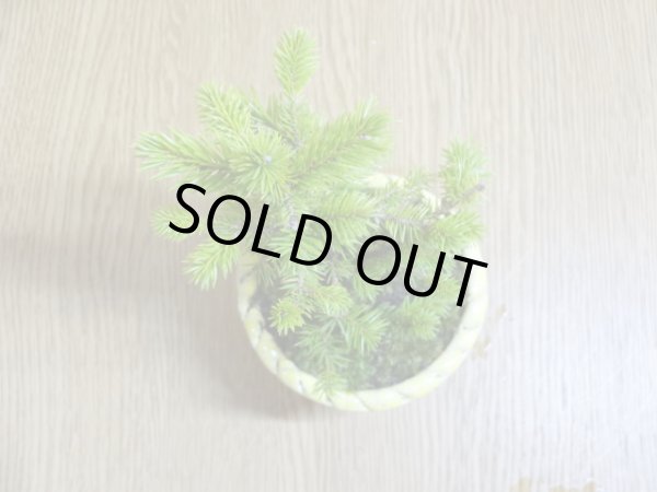 画像5: 蝦夷松(鉢植え) (5)