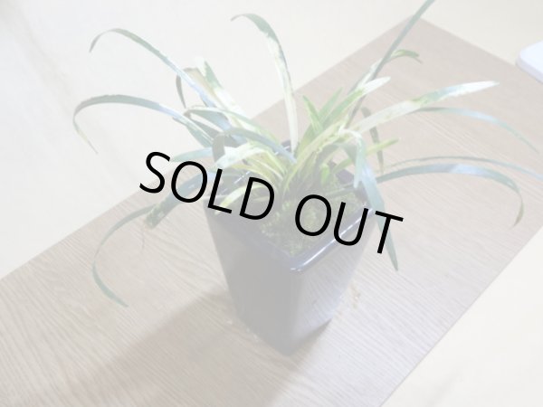 画像3: 斑入ヤブラン 白文鳥(鉢植え) (3)