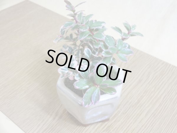 画像4: 斑入コケモモ(鉢植え) (4)