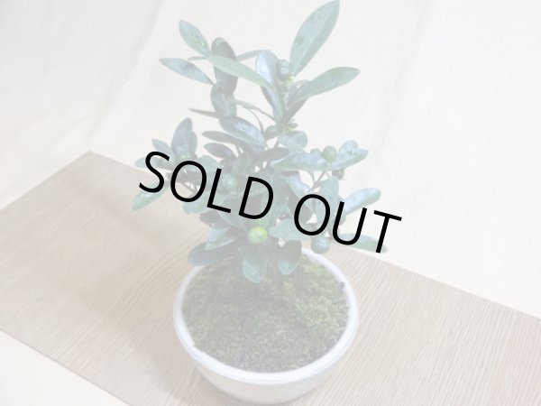 画像5: キンズ(鉢植え) (5)