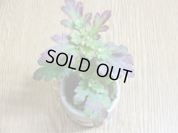 画像5: 寒菊(1本鉢植え) (5)