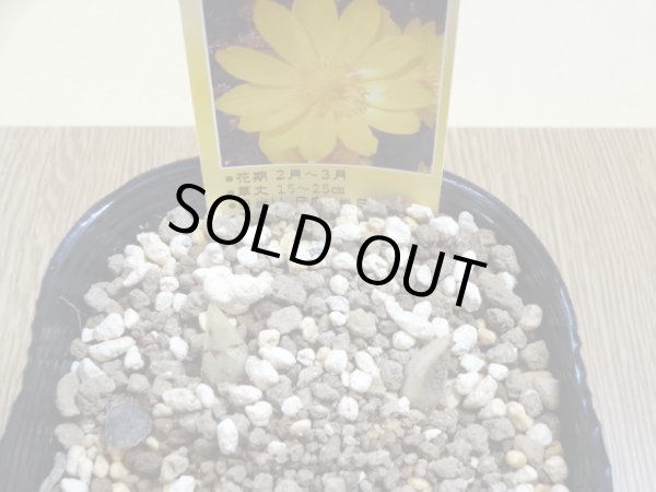 画像2: 福寿草 福寿海 2芽 (2)